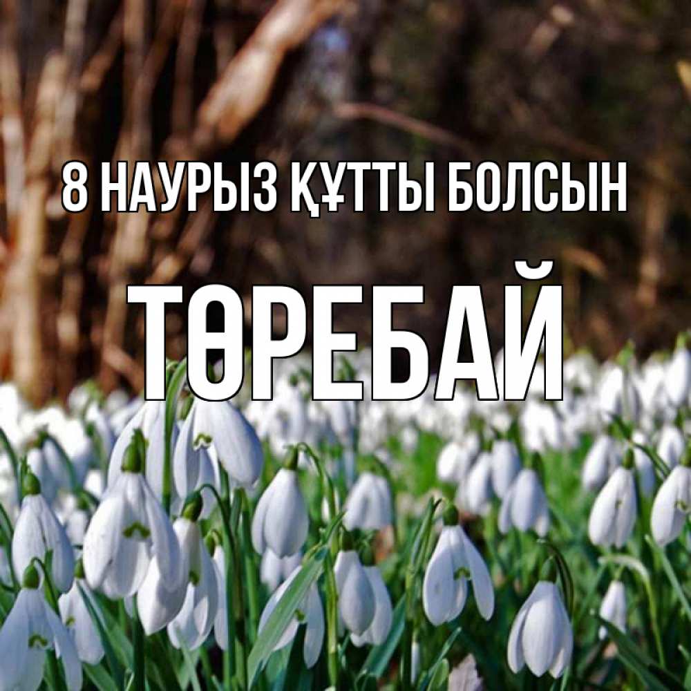 Күн сайын ашық хат с именем, Төребай 8 наурыз құтты болсын с подснежниками 1 Онлайн тегін жүктеп алу тілектері бар керемет карта 