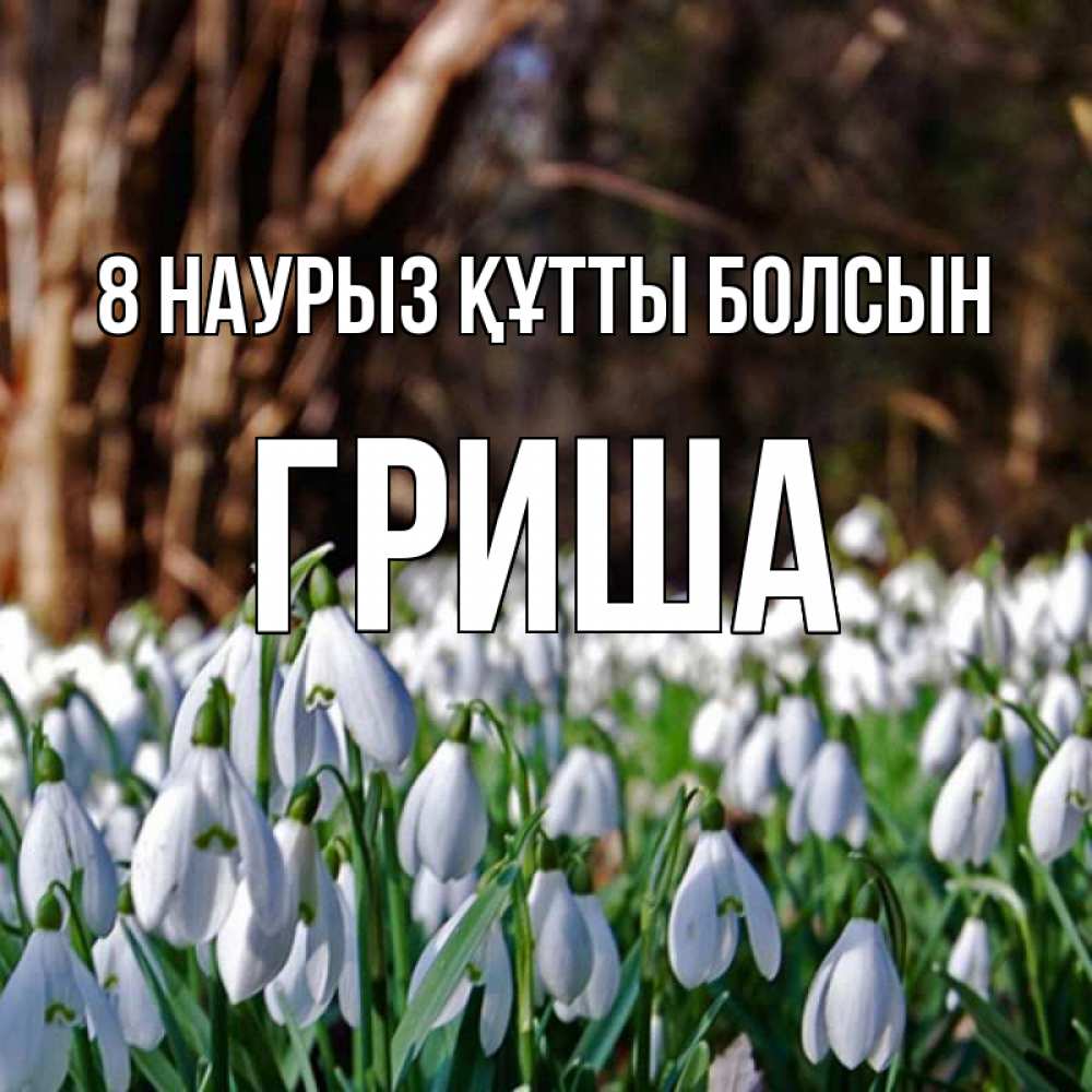 Күн сайын ашық хат с именем, Гриша 8 наурыз құтты болсын с подснежниками 1 Онлайн тегін жүктеп алу тілектері бар керемет карта 