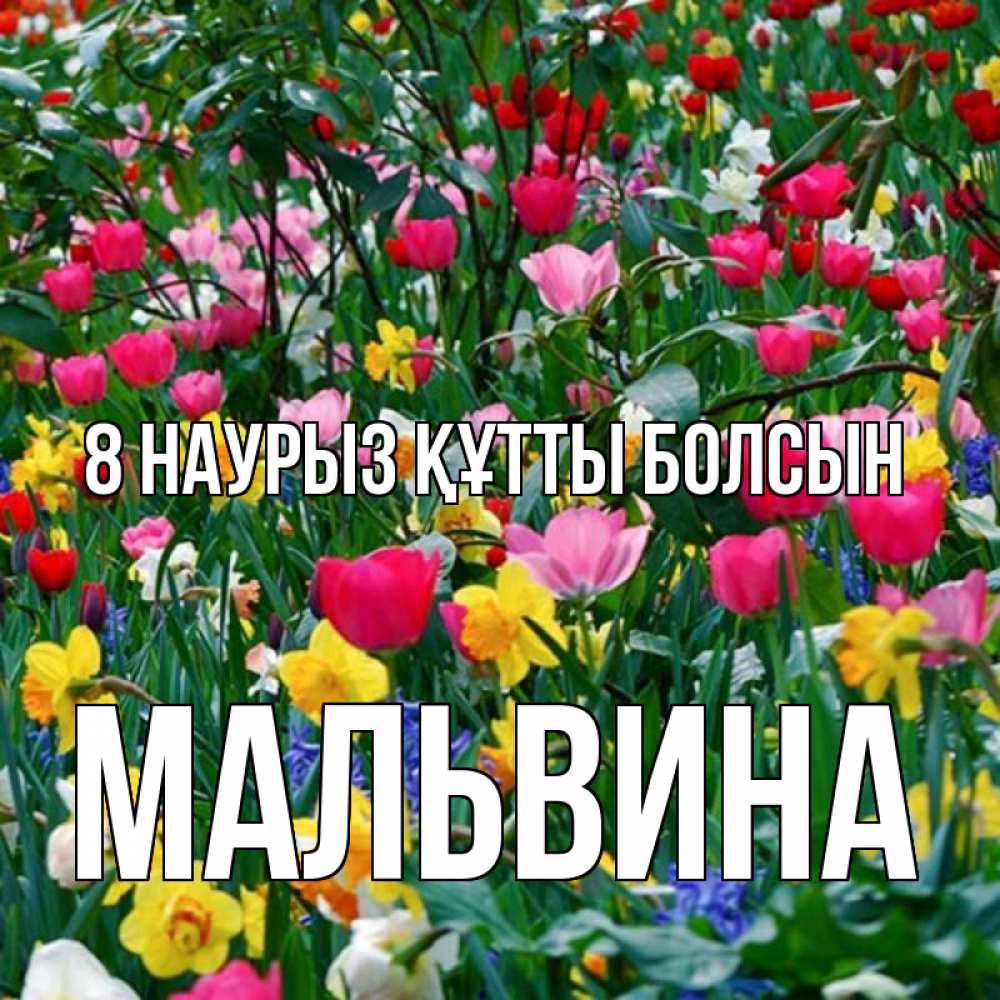 Күн сайын ашық хат с именем, Мальвина 8 наурыз құтты болсын с международным женским днем поздравления для женщины Онлайн тегін жүктеп алу тілектері бар керемет карта 