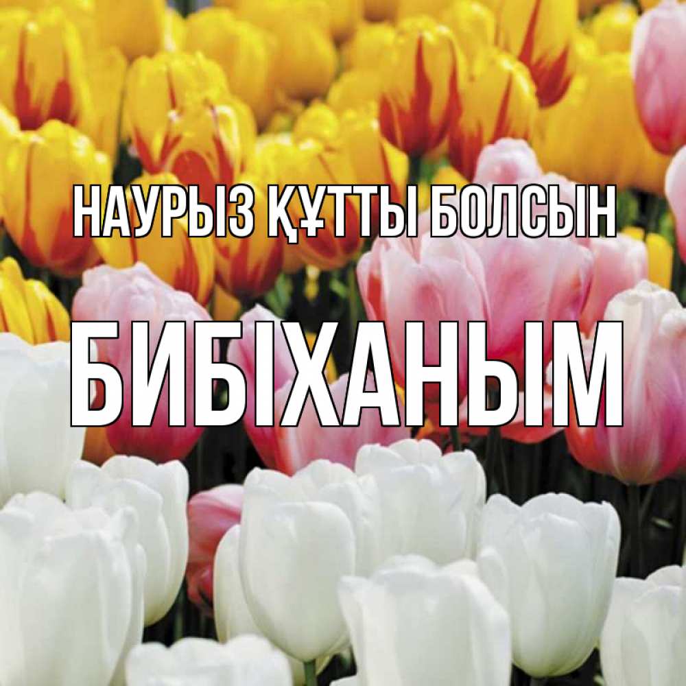 Күн сайын ашық хат с именем, БИБІХАНЫМ Наурыз құтты болсын разноцветные цветы Онлайн тегін жүктеп алу тілектері бар керемет карта 
