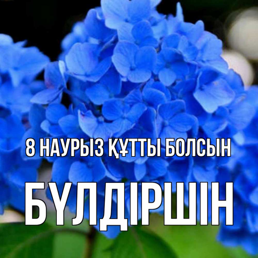 Күн сайын ашық хат с именем, БҮЛДІРШІН 8 наурыз құтты болсын синие цветы Онлайн тегін жүктеп алу тілектері бар керемет карта 