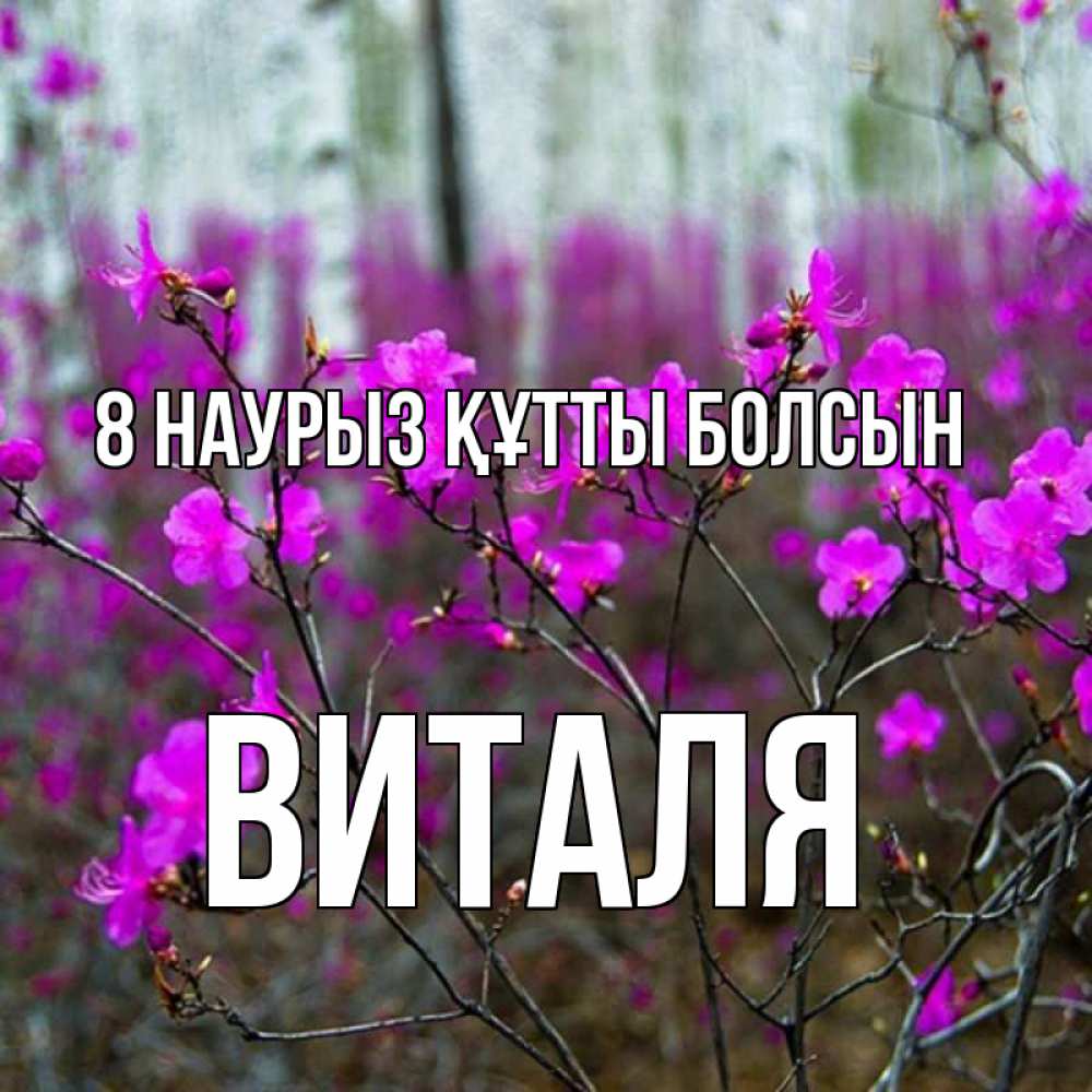 Күн сайын ашық хат с именем, Виталя 8 наурыз құтты болсын дикие цветы Онлайн тегін жүктеп алу тілектері бар керемет карта 