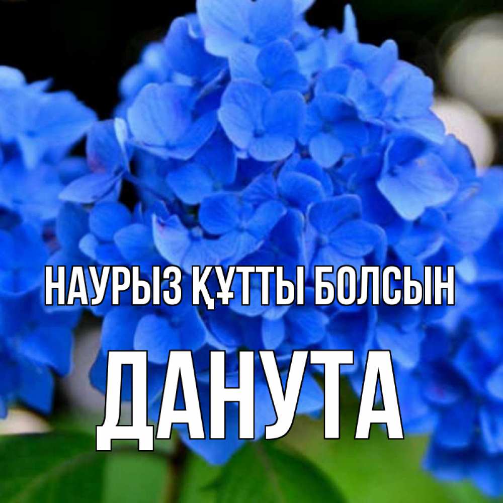 Күн сайын ашық хат с именем, Данута Наурыз құтты болсын синие цветы Онлайн тегін жүктеп алу тілектері бар керемет карта 