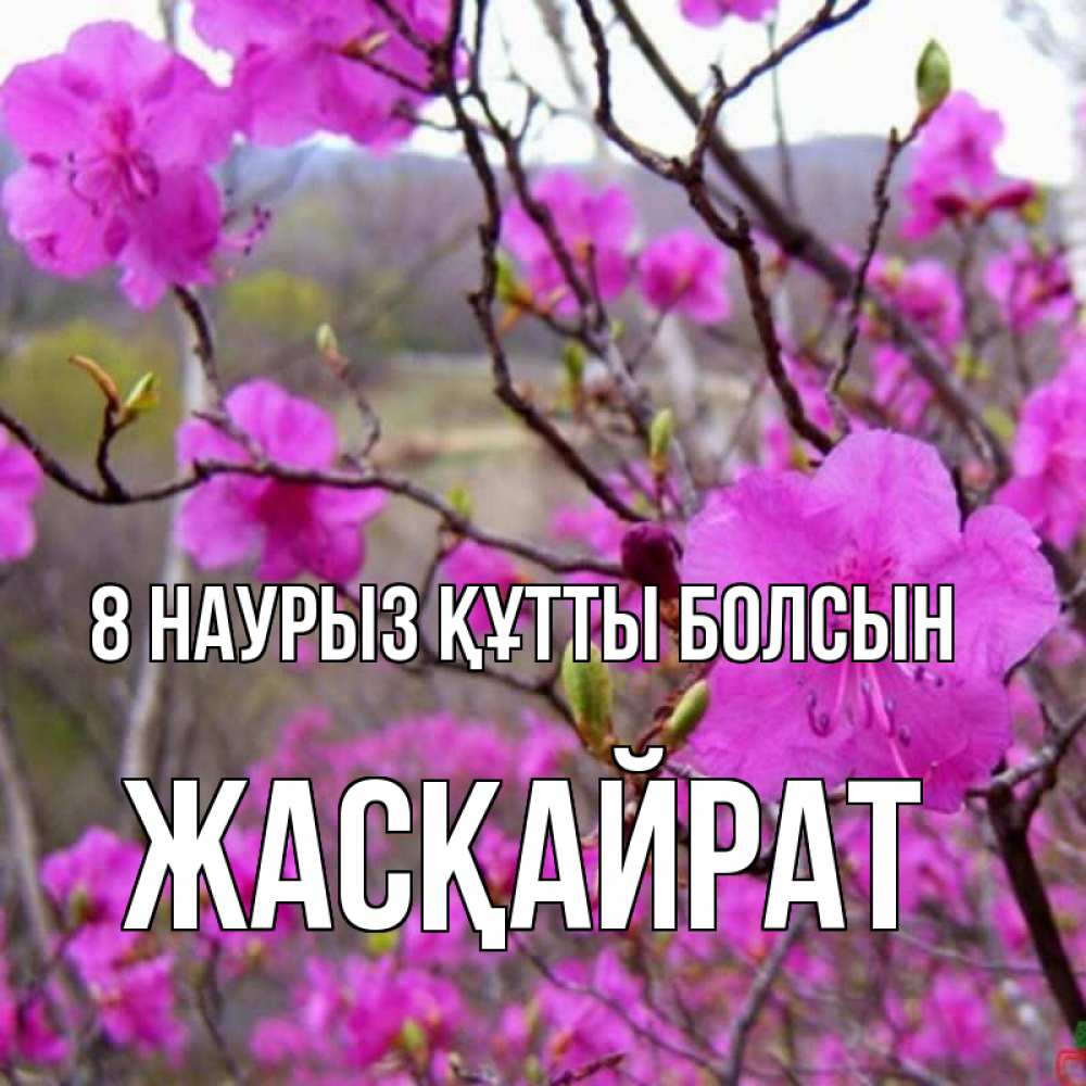 Күн сайын ашық хат с именем, Жасқайрат 8 наурыз құтты болсын международный женский день Онлайн тегін жүктеп алу тілектері бар керемет карта 