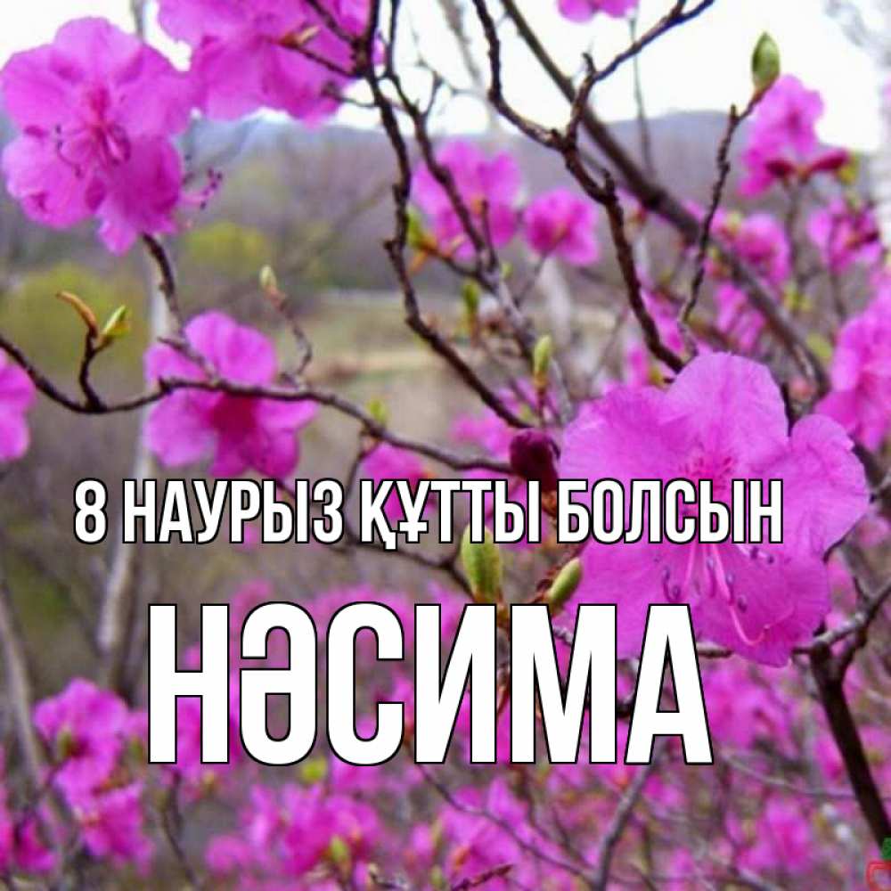 Күн сайын ашық хат с именем, НӘСИМА 8 наурыз құтты болсын международный женский день Онлайн тегін жүктеп алу тілектері бар керемет карта 