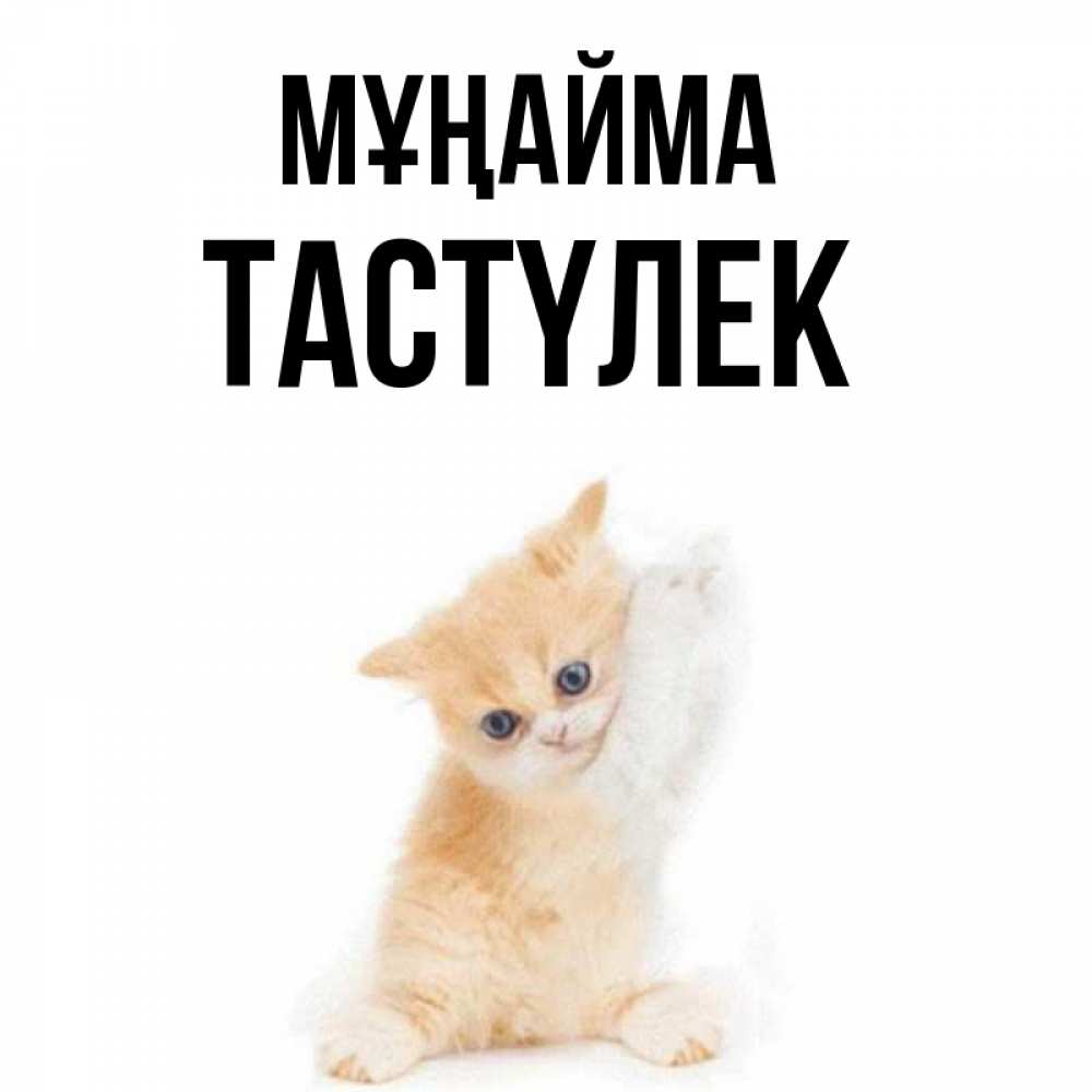 Күн сайын ашық хат с именем, ТАСТҮЛЕК Мұңайма просящий кот Онлайн тегін жүктеп алу тілектері бар керемет карта 