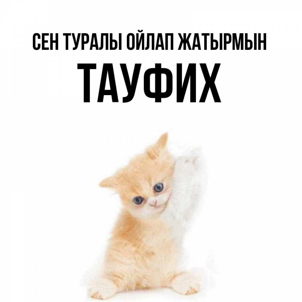 Күн сайын ашық хат с именем, ТАУФИХ Сен туралы ойлап жатырмын зверушки и милота Онлайн тегін жүктеп алу тілектері бар керемет карта 