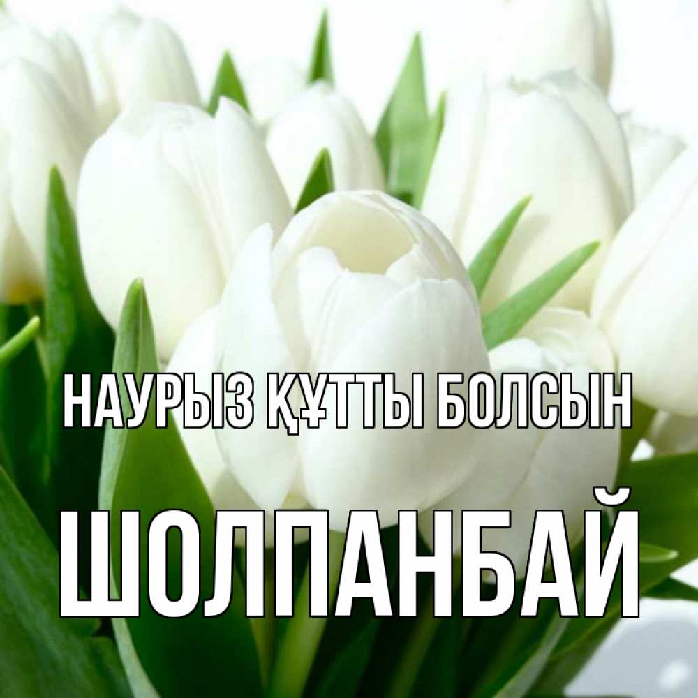 Күн сайын ашық хат с именем, ШОЛПАНБАЙ Наурыз құтты болсын цветы Онлайн тегін жүктеп алу тілектері бар керемет карта 