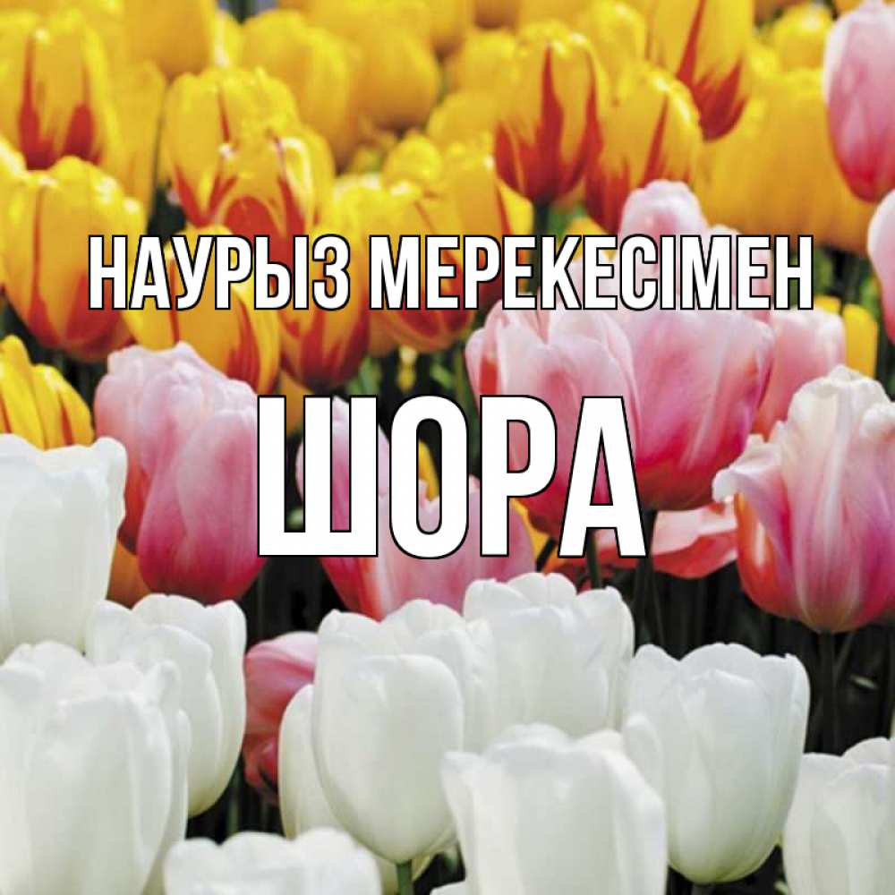 Күн сайын ашық хат с именем, ШОРА Наурыз мерекесімен разноцветные цветы Онлайн тегін жүктеп алу тілектері бар керемет карта 
