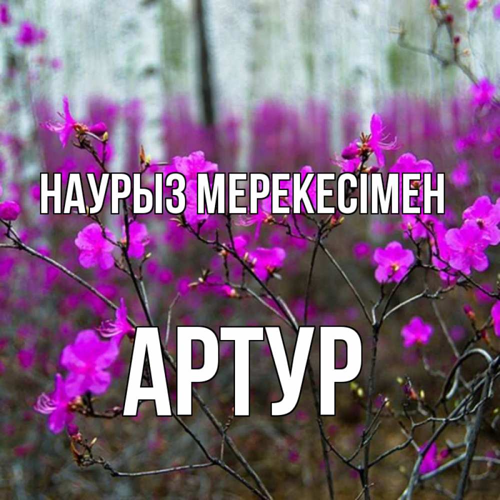 Күн сайын ашық хат с именем, Артур Наурыз мерекесімен дикие цветы Онлайн тегін жүктеп алу тілектері бар керемет карта 