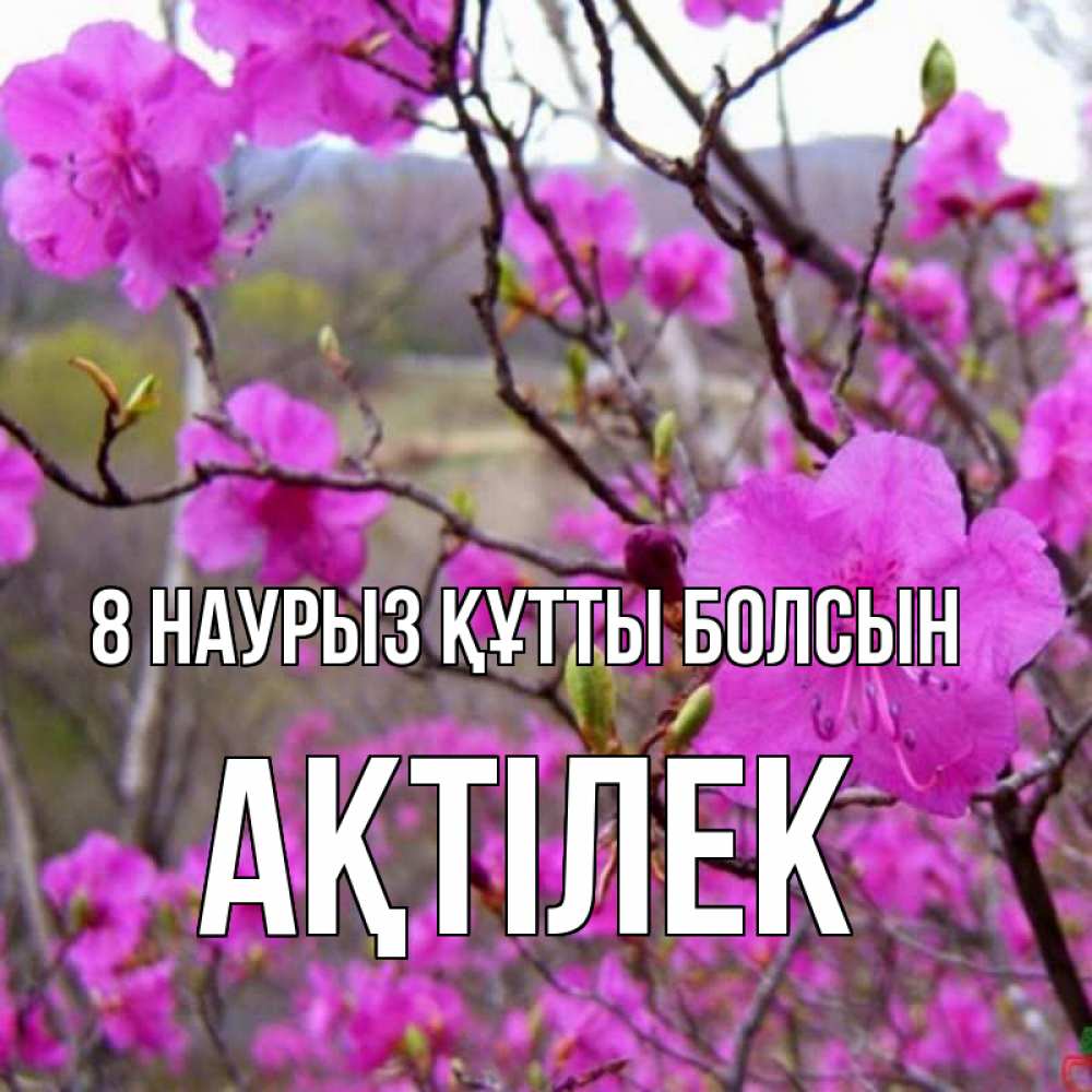 Күн сайын ашық хат с именем, Ақтілек 8 наурыз құтты болсын международный женский день Онлайн тегін жүктеп алу тілектері бар керемет карта 