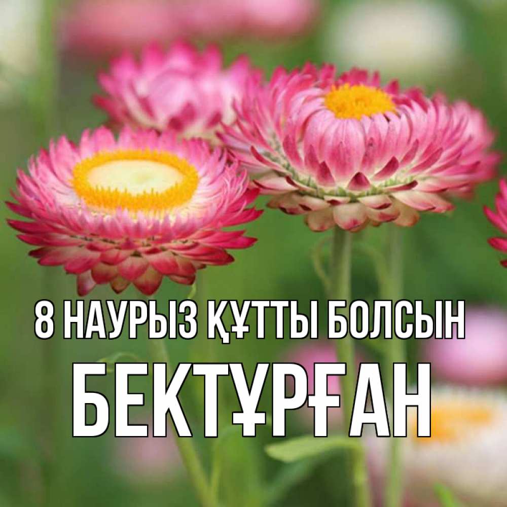 Күн сайын ашық хат с именем, Бектұрған 8 наурыз құтты болсын подарок на международный женский день Онлайн тегін жүктеп алу тілектері бар керемет карта 