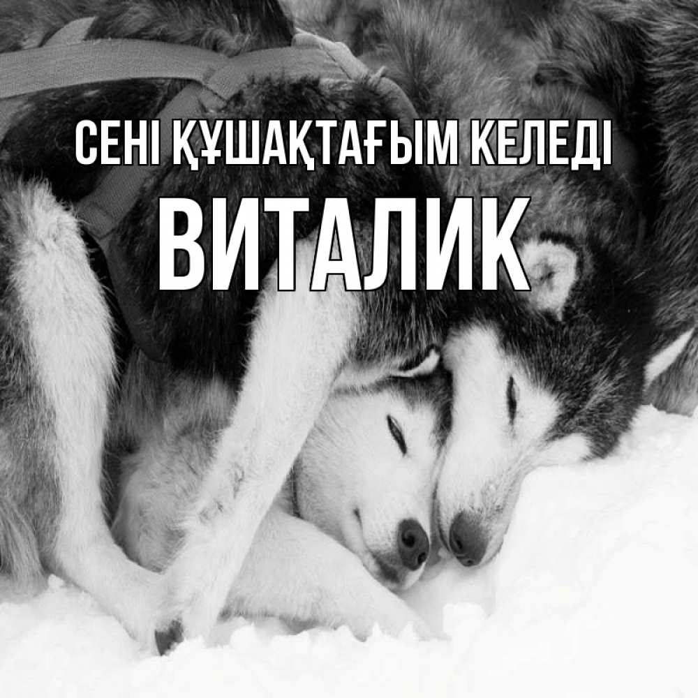 Күн сайын ашық хат с именем, Виталик сені құшақтағым келеді собачки в упряжке Онлайн тегін жүктеп алу тілектері бар керемет карта 
