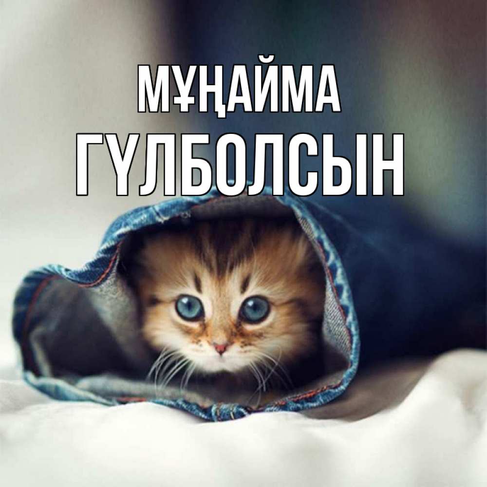Күн сайын ашық хат с именем, ГҮЛБОЛСЫН Мұңайма кот в одежде Онлайн тегін жүктеп алу тілектері бар керемет карта 