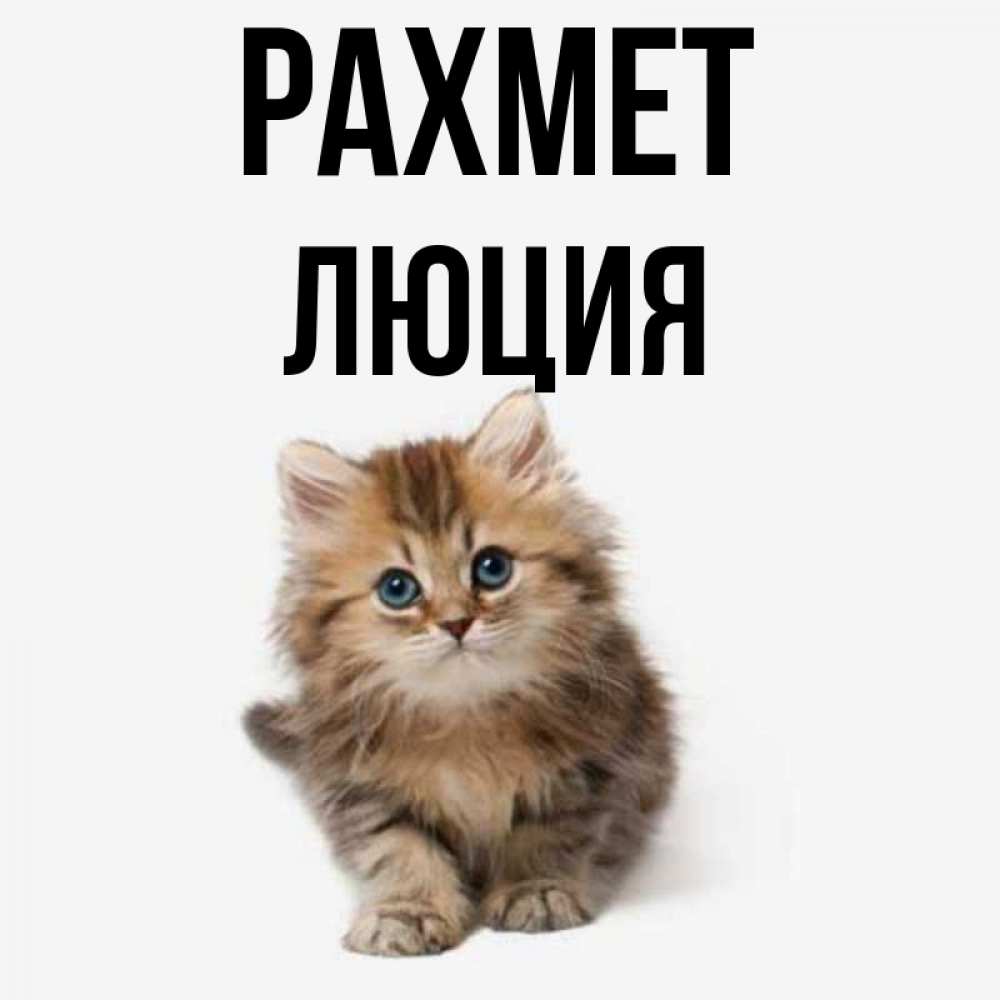 Күн сайын ашық хат с именем, Люция рахмет пушистый котик Онлайн тегін жүктеп алу тілектері бар керемет карта 