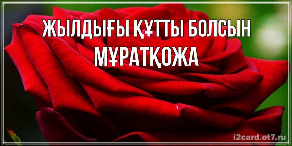 Күн сайын ашық хат с именем, Мұратқожа Жылдығы құтты болсын розочка очень красивая Онлайн тегін жүктеп алу тілектері бар керемет карта 