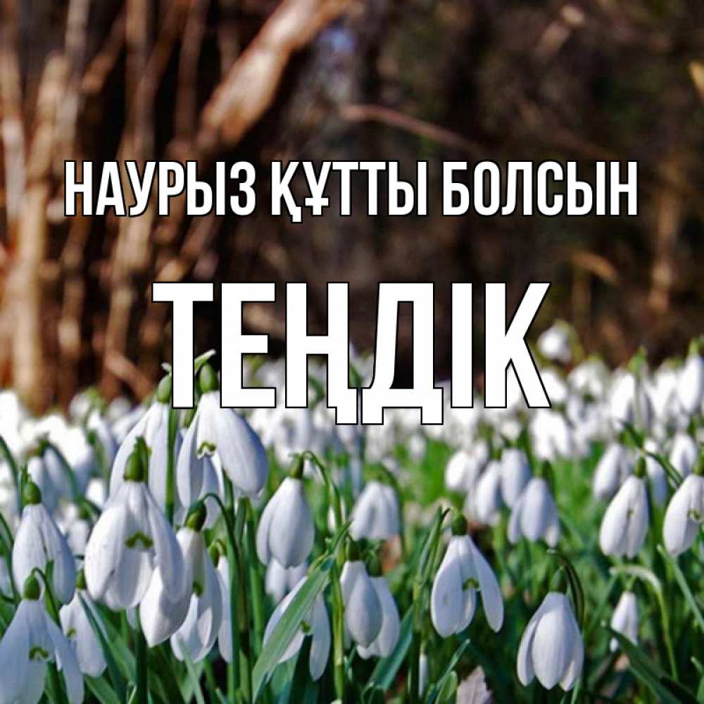 Күн сайын ашық хат с именем, ТЕҢДІК Наурыз құтты болсын с подснежниками 1 Онлайн тегін жүктеп алу тілектері бар керемет карта 