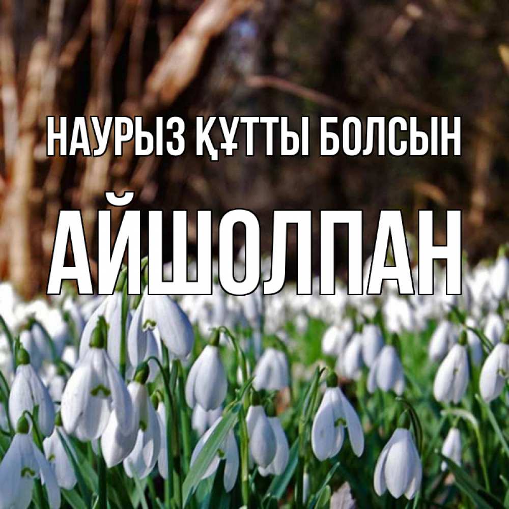 Күн сайын ашық хат с именем, АЙШОЛПАН Наурыз құтты болсын с подснежниками 1 Онлайн тегін жүктеп алу тілектері бар керемет карта 