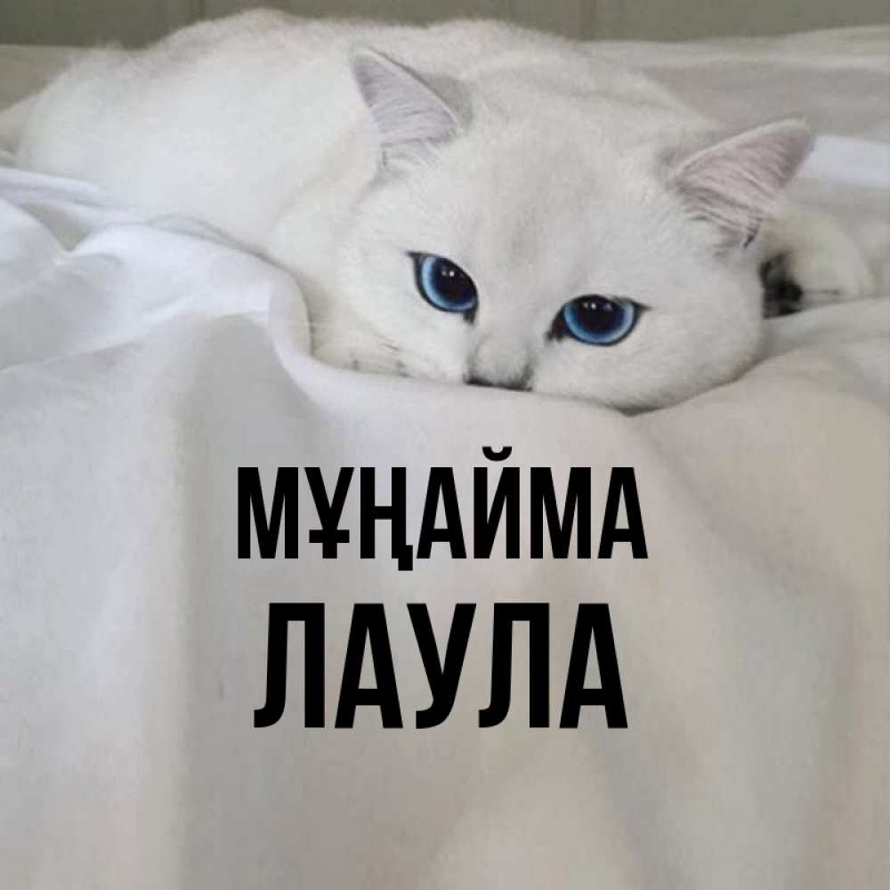 Күн сайын ашық хат с именем, ЛАУЛА Мұңайма Голубоглазая кошка Онлайн тегін жүктеп алу тілектері бар керемет карта 