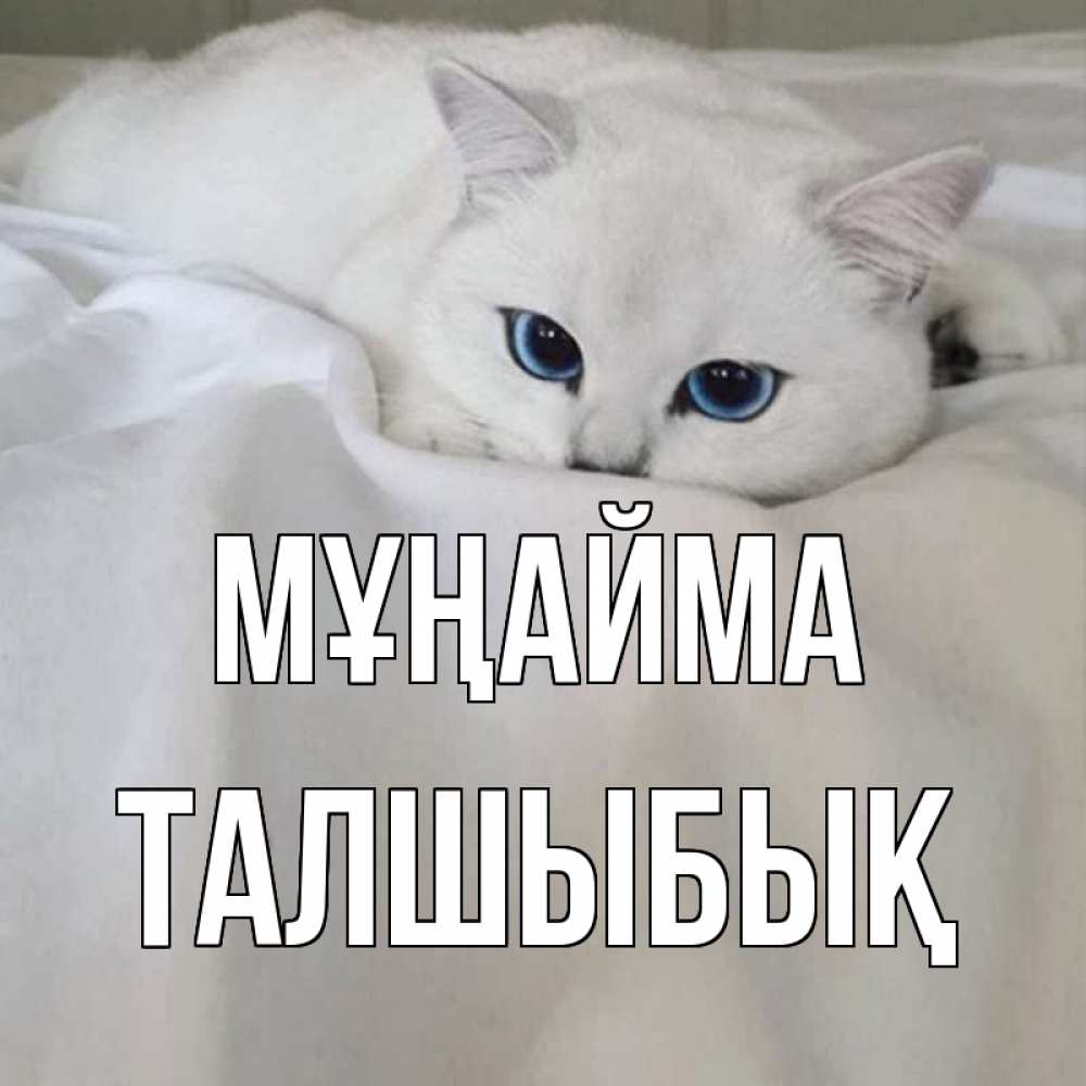 Күн сайын ашық хат с именем, ТАЛШЫБЫҚ Мұңайма белый кот с голубыми глазами на белоснежной кровати Онлайн тегін жүктеп алу тілектері бар керемет карта 