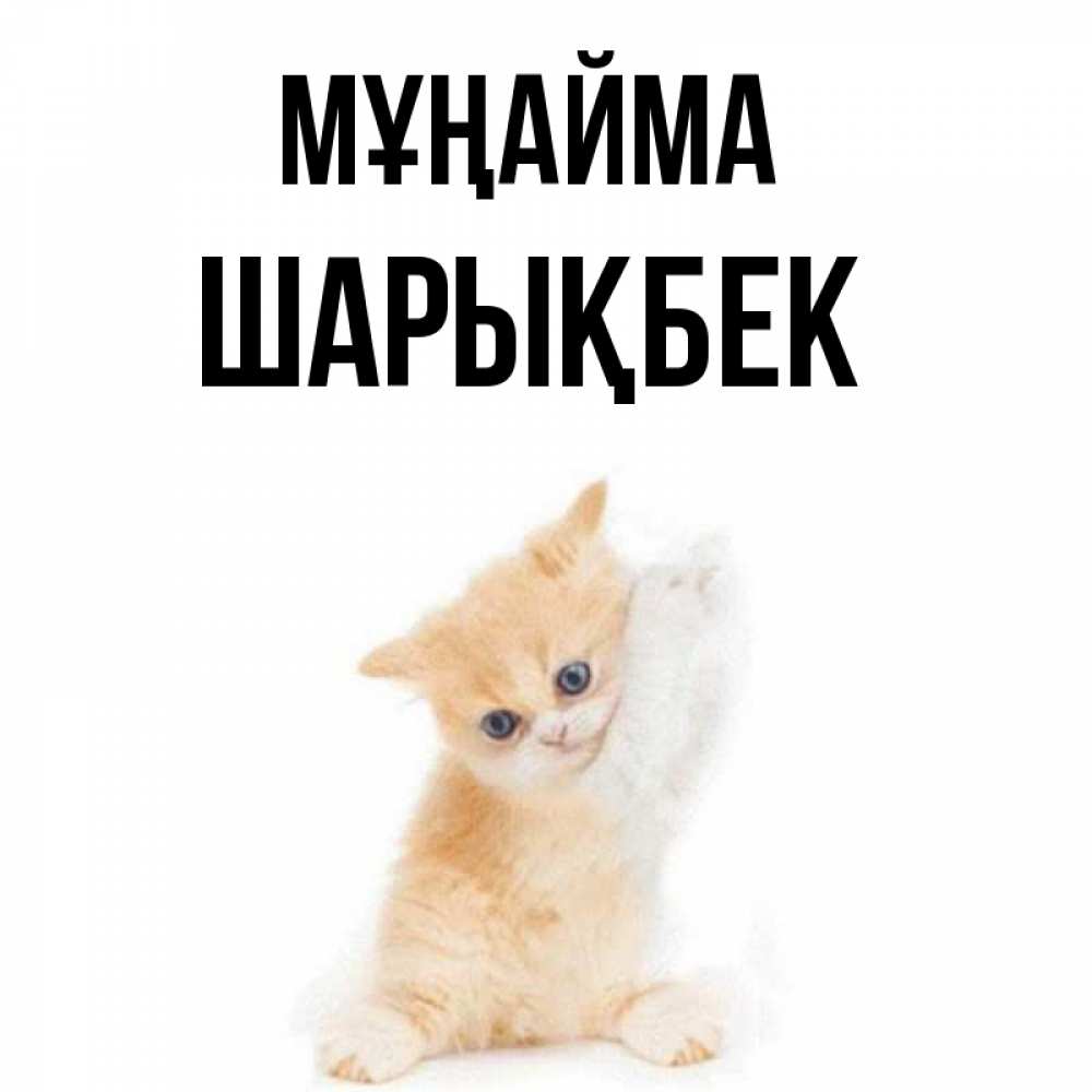 Күн сайын ашық хат с именем, ШАРЫҚБЕК Мұңайма просящий кот Онлайн тегін жүктеп алу тілектері бар керемет карта 