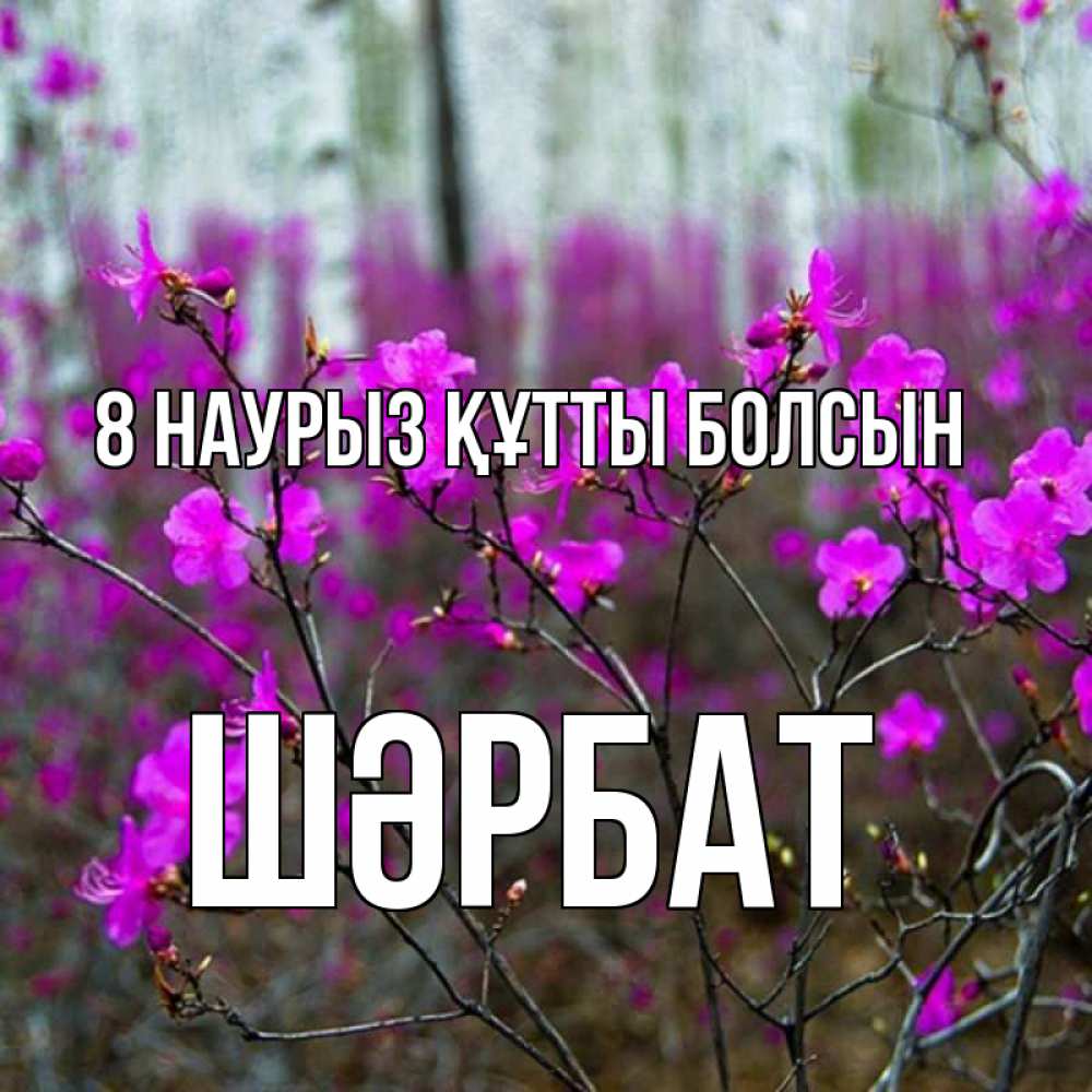 Күн сайын ашық хат с именем, ШӘРБАТ 8 наурыз құтты болсын дикие цветы Онлайн тегін жүктеп алу тілектері бар керемет карта 