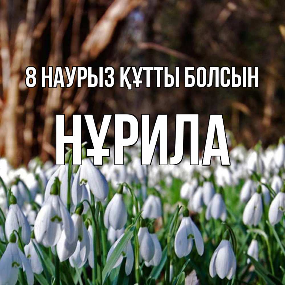Күн сайын ашық хат с именем, НҰРИЛА 8 наурыз құтты болсын с подснежниками 1 Онлайн тегін жүктеп алу тілектері бар керемет карта 