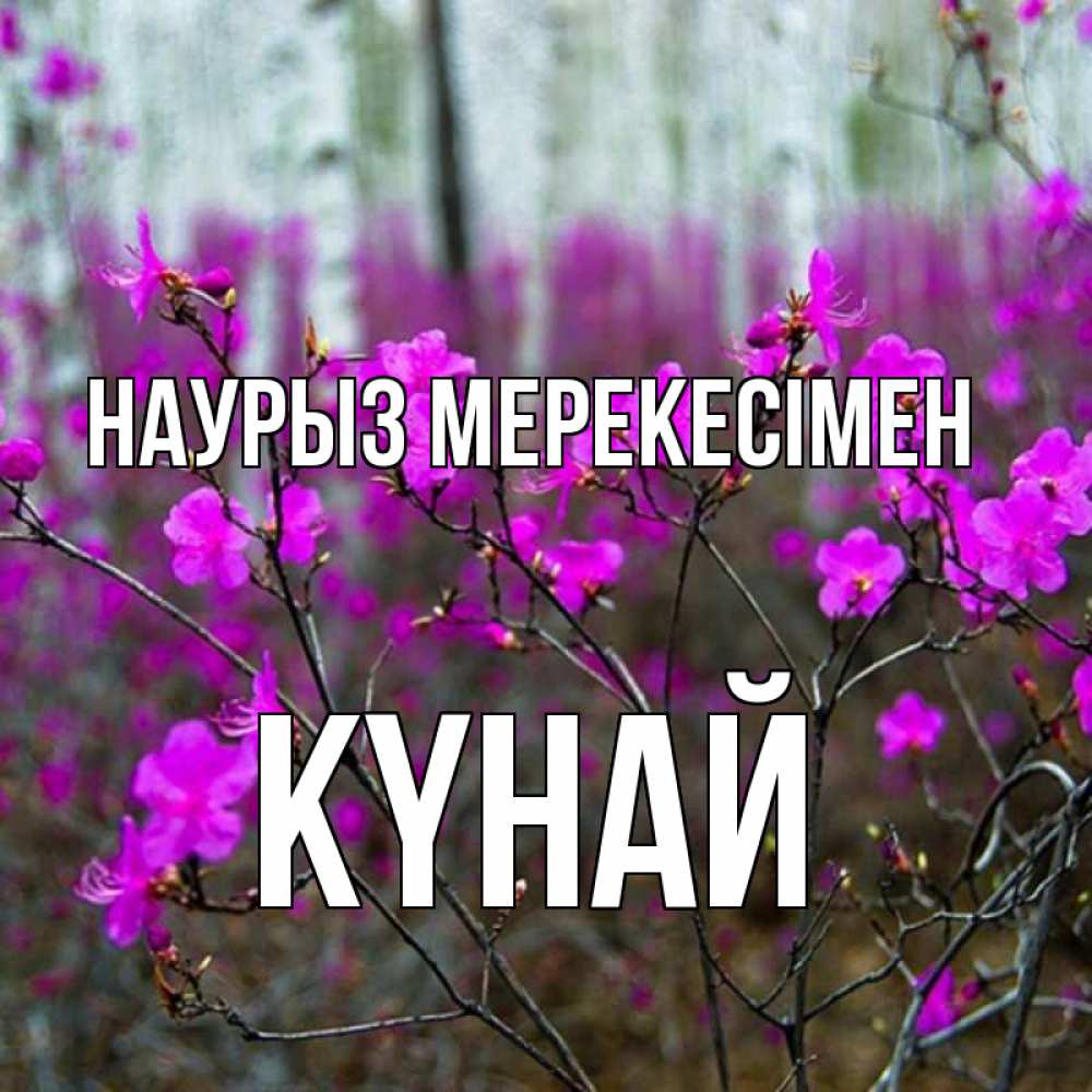 Күн сайын ашық хат с именем, КҮНАЙ Наурыз мерекесімен дикие цветы Онлайн тегін жүктеп алу тілектері бар керемет карта 