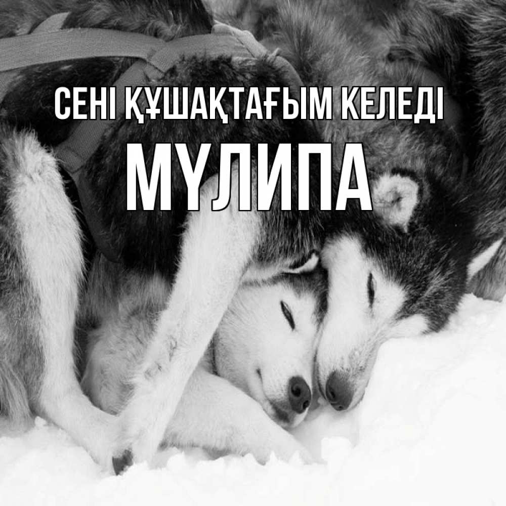 Күн сайын ашық хат с именем, МҮЛИПА сені құшақтағым келеді собачки в упряжке Онлайн тегін жүктеп алу тілектері бар керемет карта 