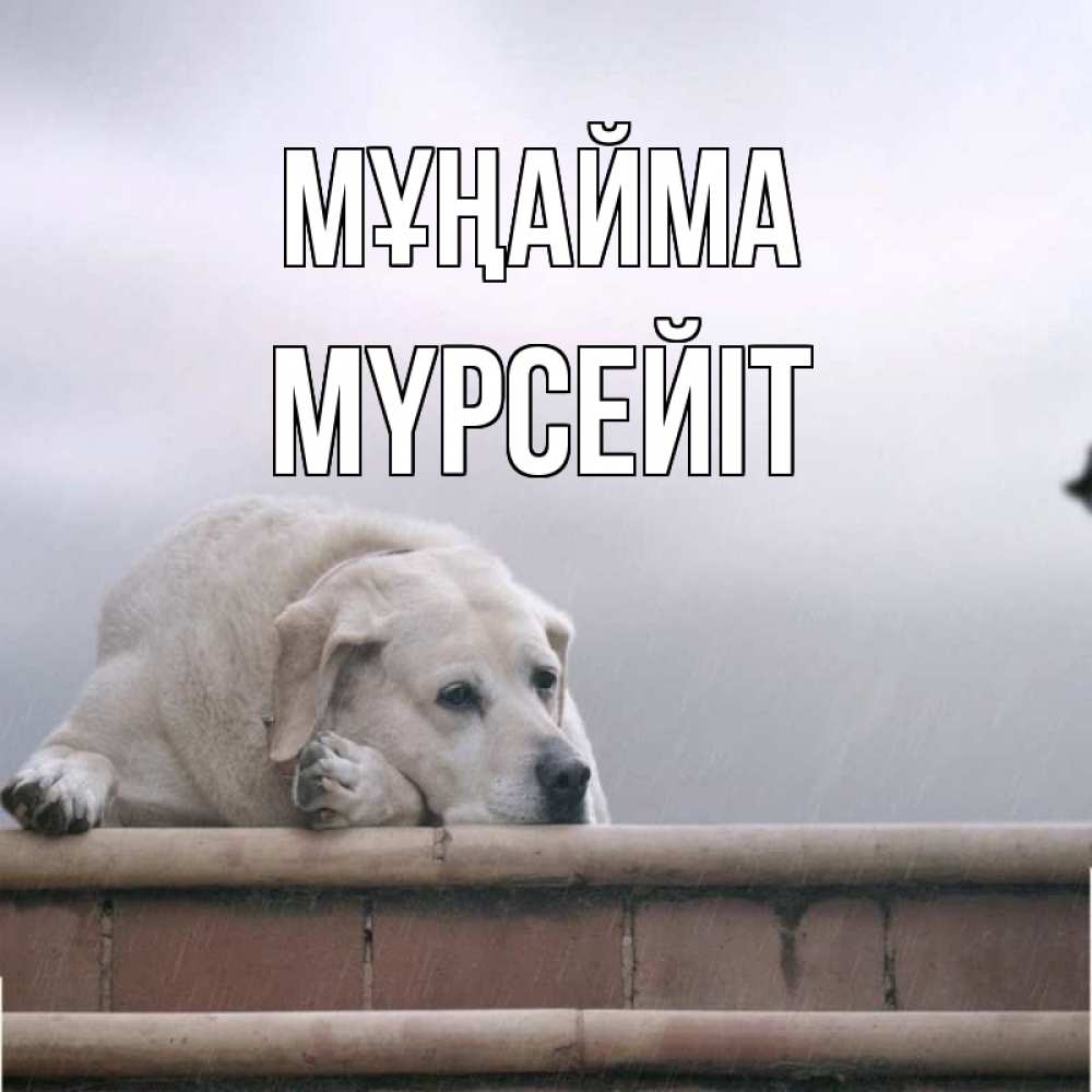 Күн сайын ашық хат с именем, МҮРСЕЙІТ Мұңайма белый пес 1 Онлайн тегін жүктеп алу тілектері бар керемет карта 
