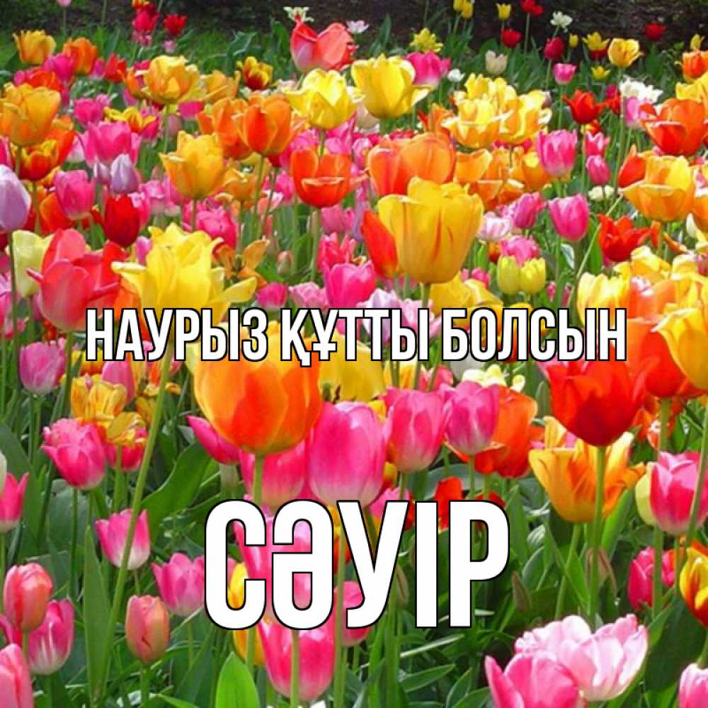 Күн сайын ашық хат с именем, СӘУІР Наурыз құтты болсын на наурыз  ура ура Онлайн тегін жүктеп алу тілектері бар керемет карта 