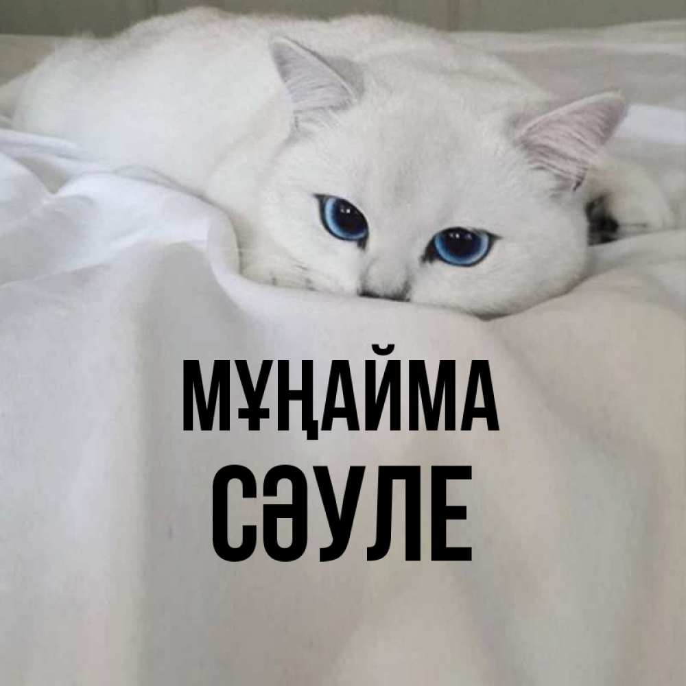 Күн сайын ашық хат с именем, СӘУЛЕ Мұңайма Голубоглазая кошка Онлайн тегін жүктеп алу тілектері бар керемет карта 