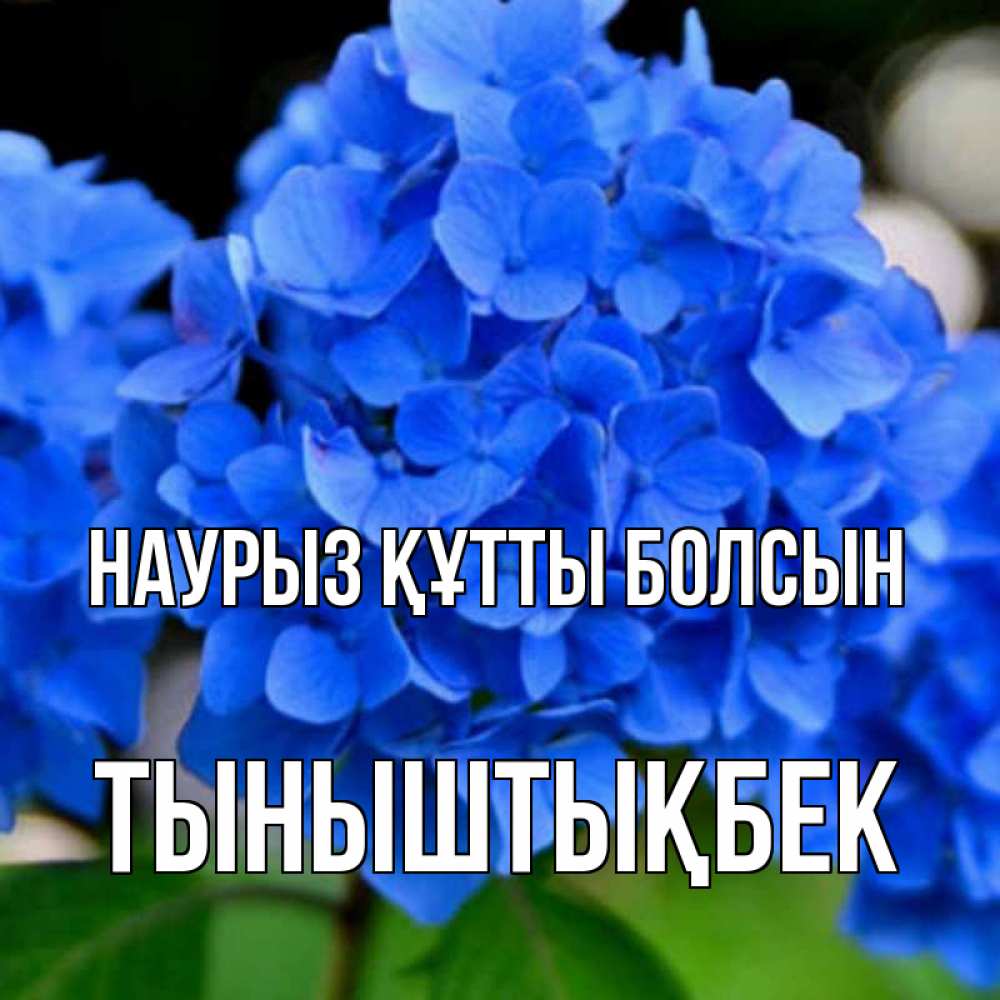 Күн сайын ашық хат с именем, ТЫНЫШТЫҚБЕК Наурыз құтты болсын синие цветы Онлайн тегін жүктеп алу тілектері бар керемет карта 