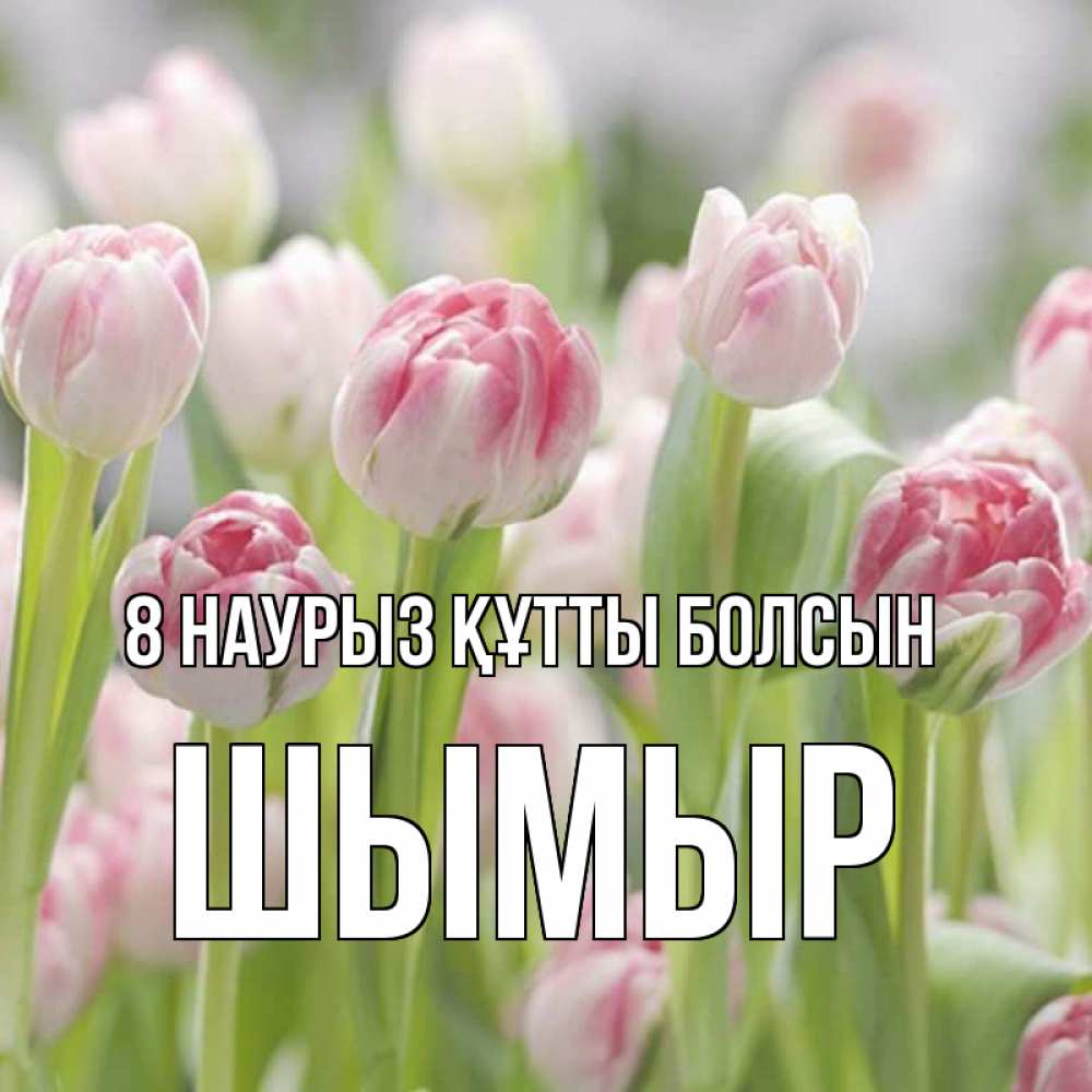 Күн сайын ашық хат с именем, ШЫМЫР 8 наурыз құтты болсын цветы Онлайн тегін жүктеп алу тілектері бар керемет карта 