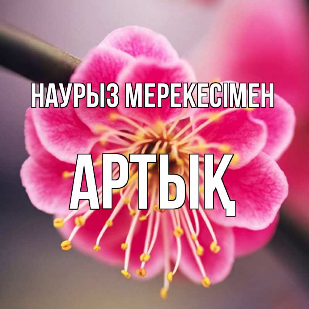 Күн сайын ашық хат с именем, Артық Наурыз мерекесімен цветы Онлайн тегін жүктеп алу тілектері бар керемет карта 