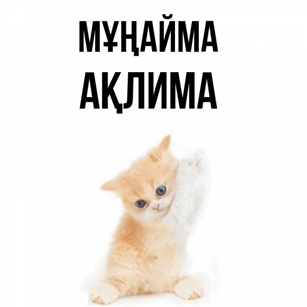 Күн сайын ашық хат с именем, АҚЛИМА Мұңайма просящий кот Онлайн тегін жүктеп алу тілектері бар керемет карта 