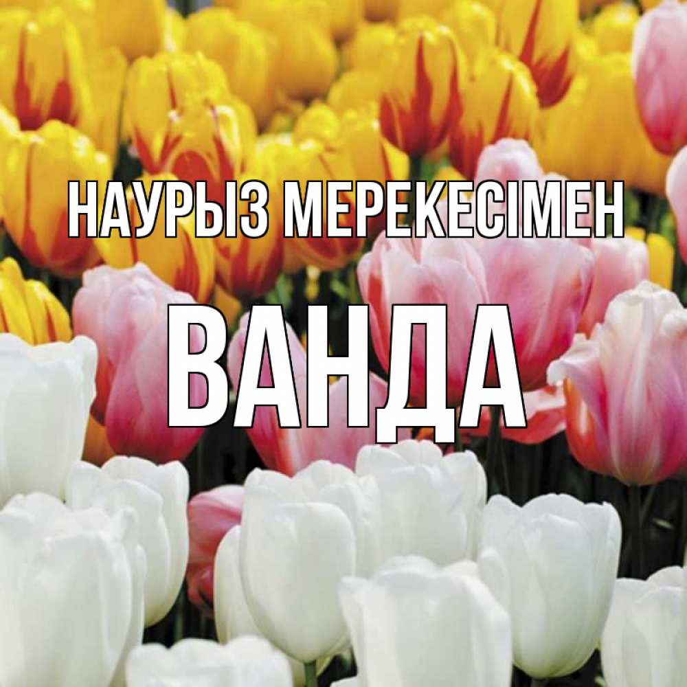 Күн сайын ашық хат с именем, Ванда Наурыз мерекесімен разноцветные цветы Онлайн тегін жүктеп алу тілектері бар керемет карта 