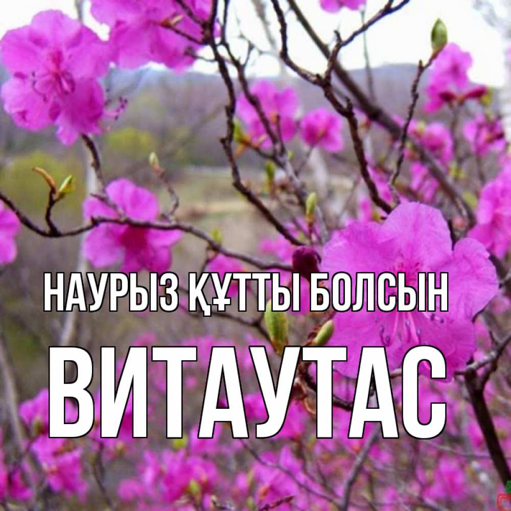 Күн сайын ашық хат с именем, Витаутас Наурыз құтты болсын наурыз мейрамы кутты болсын Онлайн тегін жүктеп алу тілектері бар керемет карта 
