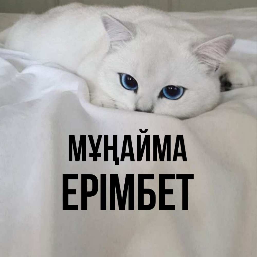 Күн сайын ашық хат с именем, Ерімбет Мұңайма Голубоглазая кошка Онлайн тегін жүктеп алу тілектері бар керемет карта 