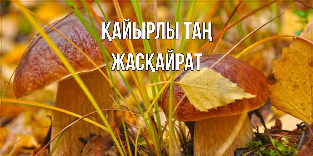 Күн сайын ашық хат с именем, Жасқайрат Қайырлы таң осенние грибы Онлайн тегін жүктеп алу тілектері бар керемет карта 