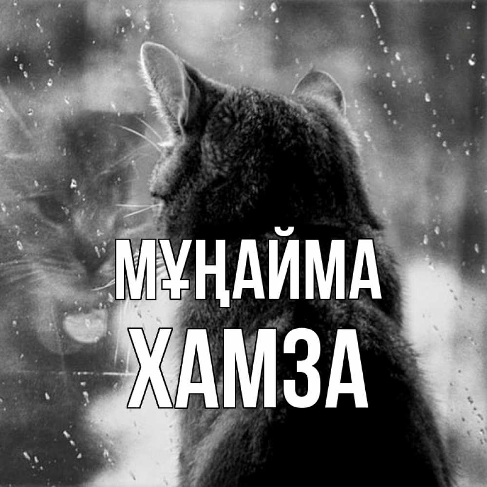Күн сайын ашық хат с именем, ХАМЗА Мұңайма отражение кота 1 Онлайн тегін жүктеп алу тілектері бар керемет карта 