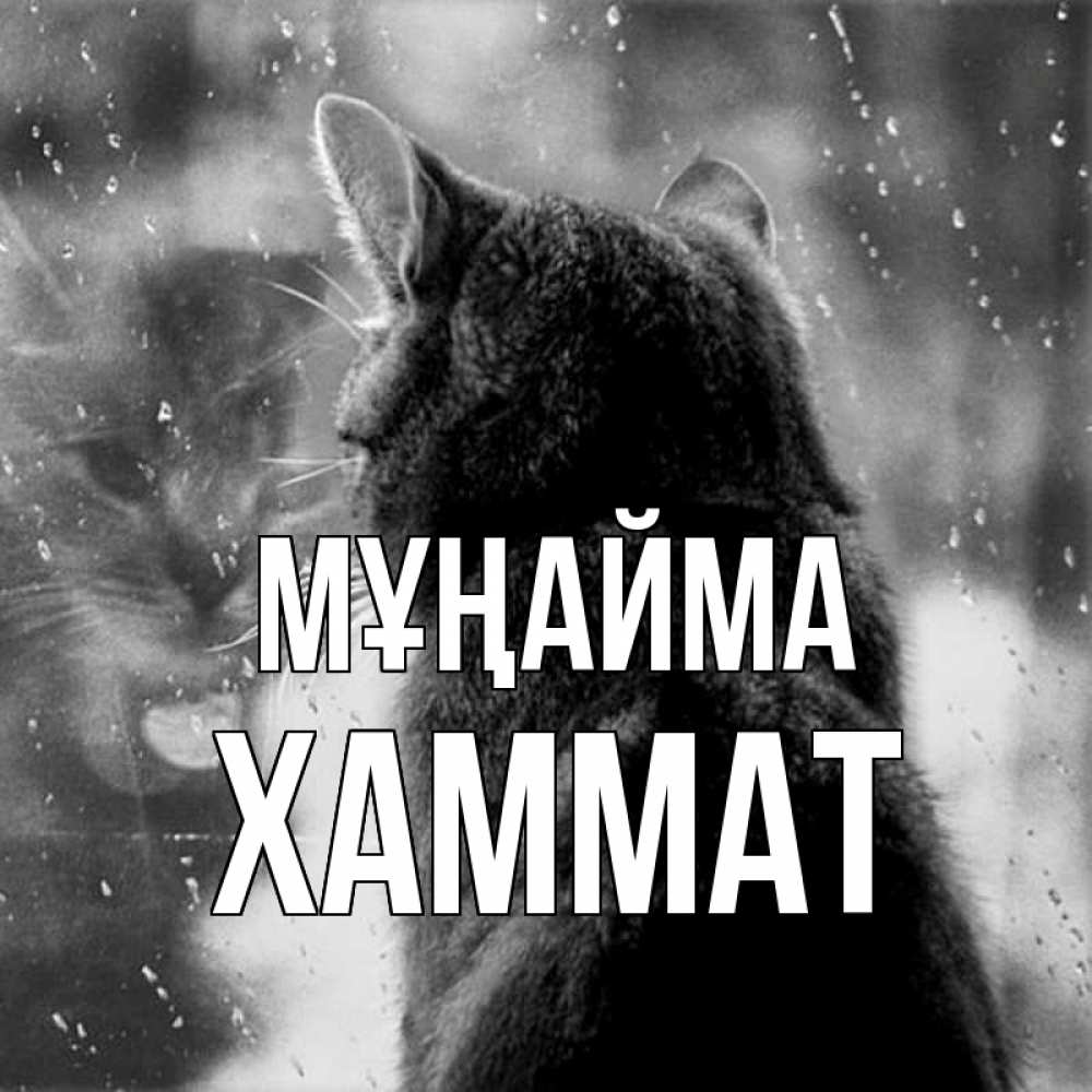Күн сайын ашық хат с именем, ХАММАТ Мұңайма отражение кота 1 Онлайн тегін жүктеп алу тілектері бар керемет карта 