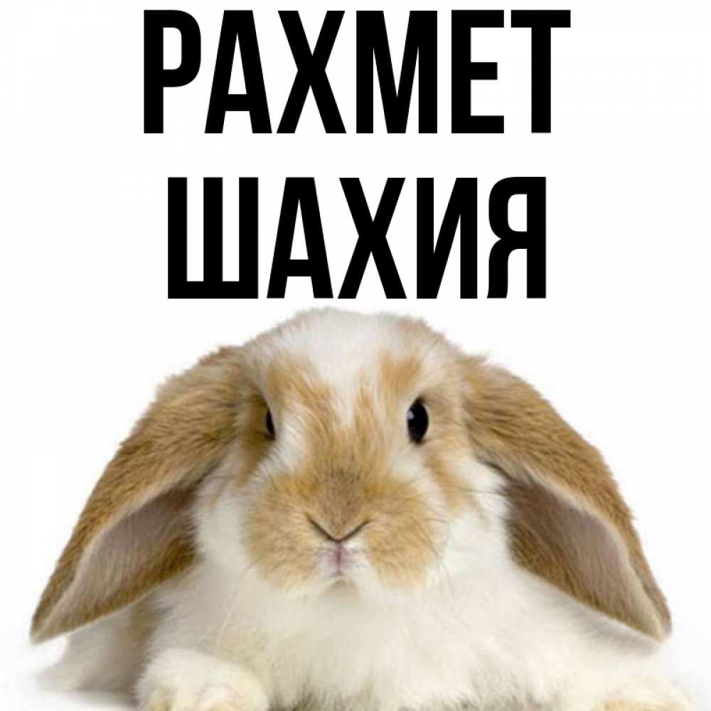 Күн сайын ашық хат с именем, ШАХИЯ рахмет коричнево белый заяц Онлайн тегін жүктеп алу тілектері бар керемет карта 
