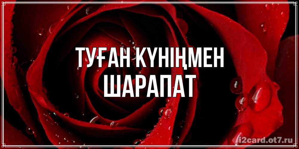 Күн сайын ашық хат с именем, ШАРАПАТ Туған күніңмен крупная бордовая роза Онлайн тегін жүктеп алу тілектері бар керемет карта 