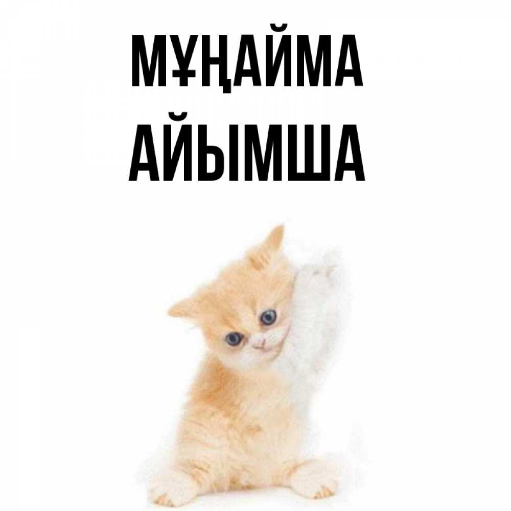 Күн сайын ашық хат с именем, АЙЫМША Мұңайма просящий кот Онлайн тегін жүктеп алу тілектері бар керемет карта 