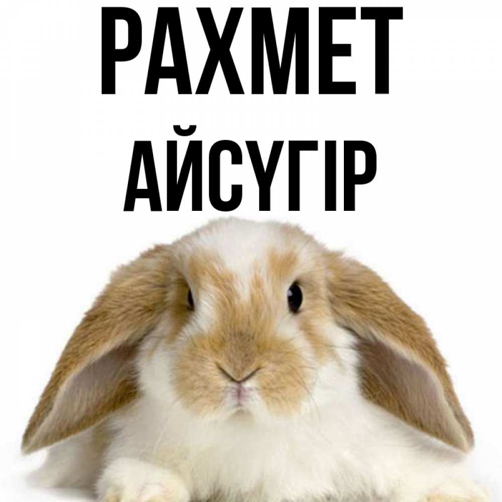 Күн сайын ашық хат с именем, Айсүгір рахмет коричнево белый заяц Онлайн тегін жүктеп алу тілектері бар керемет карта 