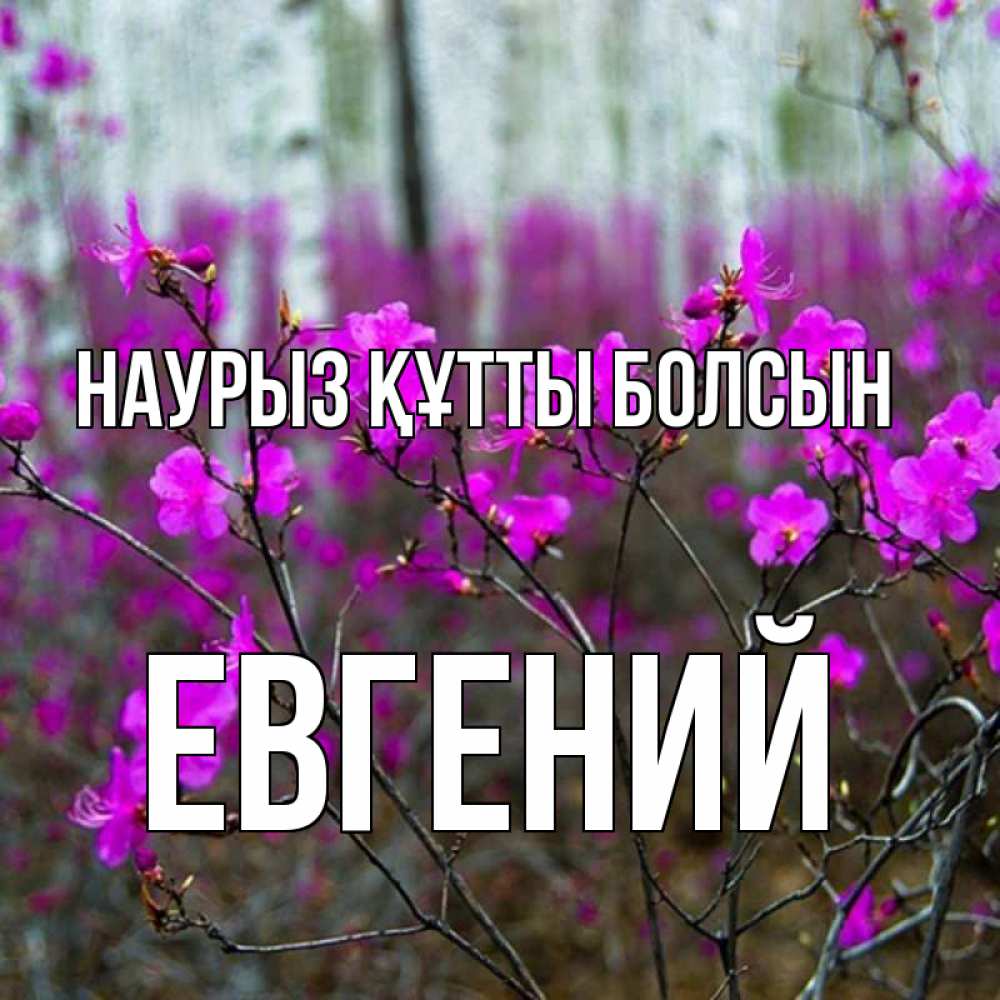 Күн сайын ашық хат с именем, Евгений Наурыз құтты болсын дикие цветы Онлайн тегін жүктеп алу тілектері бар керемет карта 
