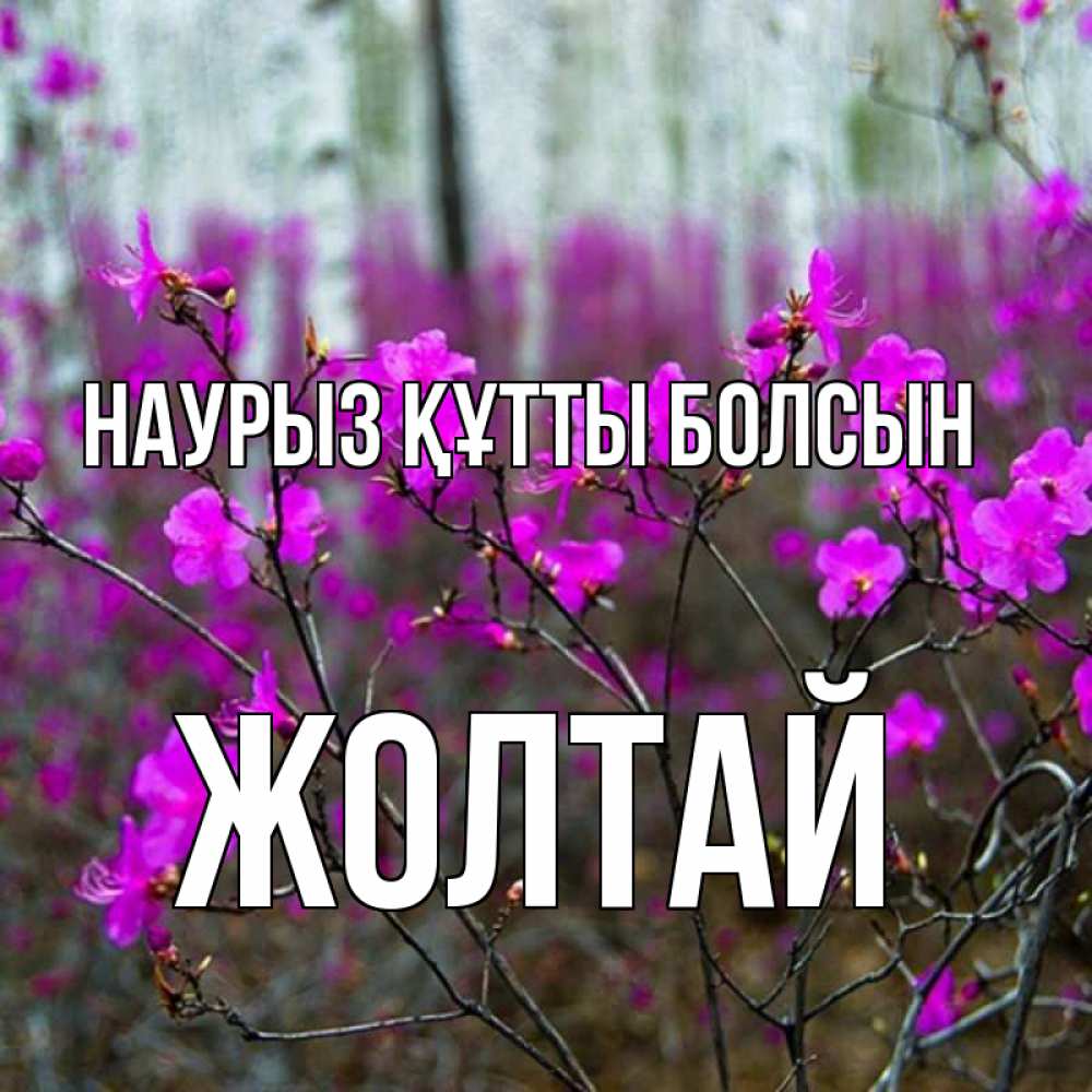 Күн сайын ашық хат с именем, Жолтай Наурыз құтты болсын дикие цветы Онлайн тегін жүктеп алу тілектері бар керемет карта 