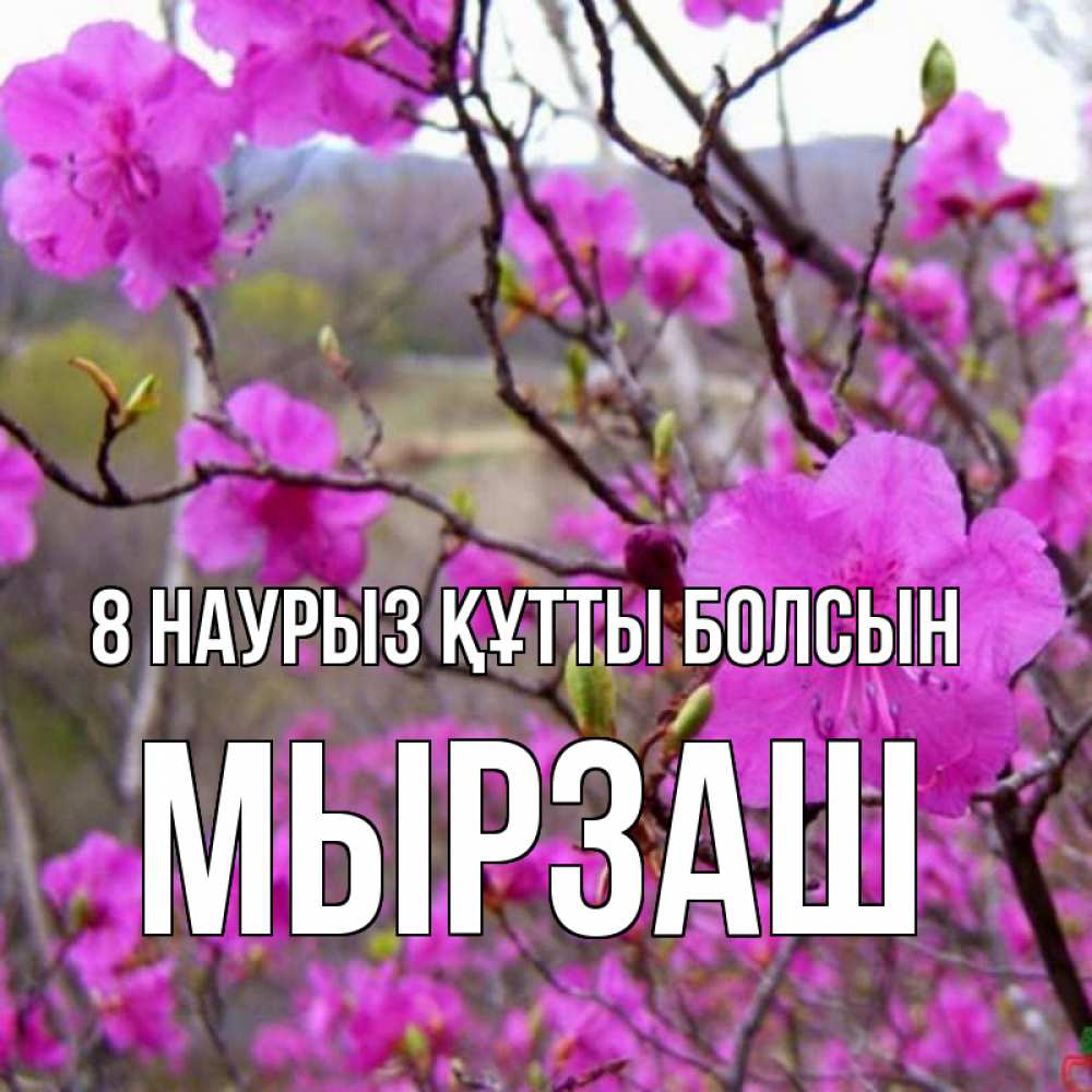 Күн сайын ашық хат с именем, Мырзаш 8 наурыз құтты болсын международный женский день Онлайн тегін жүктеп алу тілектері бар керемет карта 