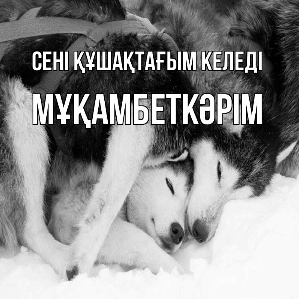Күн сайын ашық хат с именем, Мұқамбеткәрім сені құшақтағым келеді собачки в упряжке Онлайн тегін жүктеп алу тілектері бар керемет карта 